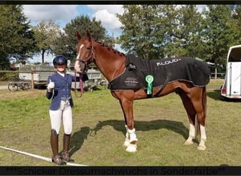 Weitere Warmblüter, Wallach, 7 Jahre, 170 cm, Dunkelfuchs