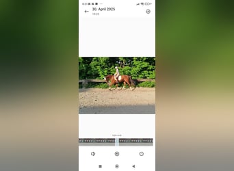 Weitere Warmblüter, Wallach, 7 Jahre, 170 cm, Dunkelfuchs