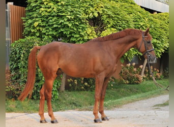 Weitere Warmblüter, Wallach, 7 Jahre, 170 cm, Dunkelfuchs