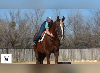 Weitere Warmblüter, Wallach, 7 Jahre, 170 cm, Dunkelfuchs