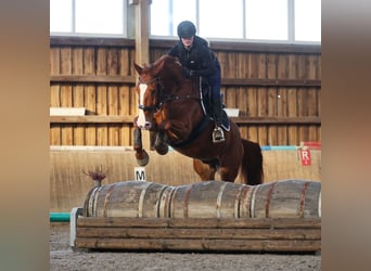 Weitere Warmblüter, Wallach, 7 Jahre, 170 cm, Fuchs
