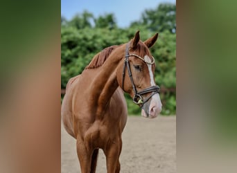 Weitere Warmblüter, Wallach, 7 Jahre, 170 cm, Fuchs