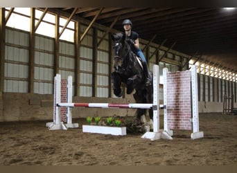 Weitere Warmblüter, Wallach, 7 Jahre, 170 cm, Rappe