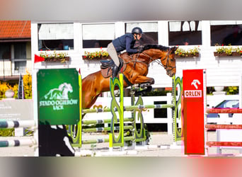 Weitere Warmblüter, Wallach, 7 Jahre, 170 cm, Rotbrauner