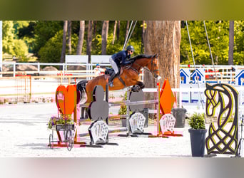 Weitere Warmblüter, Wallach, 7 Jahre, 170 cm, Rotbrauner