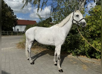 Weitere Warmblüter, Wallach, 7 Jahre, 170 cm, Schimmel