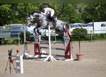 Weitere Warmblüter, Wallach, 7 Jahre, 175 cm, Apfelschimmel