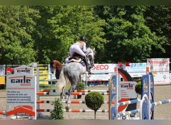 Weitere Warmblüter, Wallach, 7 Jahre, 175 cm, Apfelschimmel