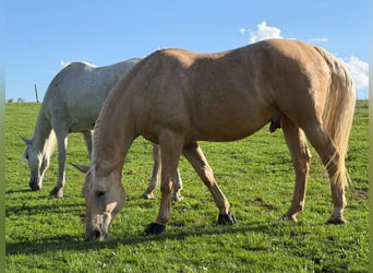 Weitere Warmblüter, Wallach, 7 Jahre, 178 cm, Palomino