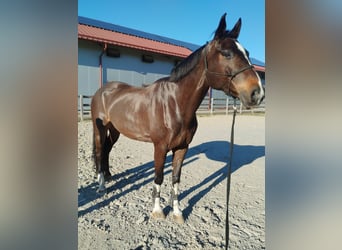 Weitere Warmblüter, Wallach, 7 Jahre, 180 cm, Brauner