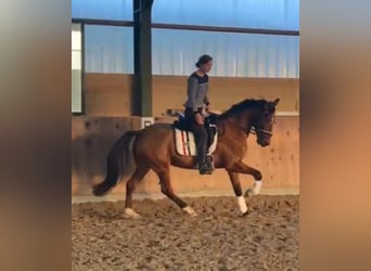 Weitere Warmblüter Mix, Wallach, 7 Jahre, Brauner