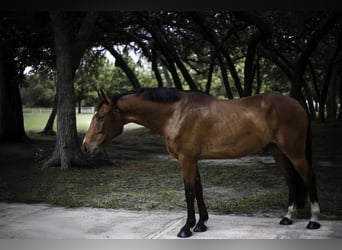 Weitere Warmblüter, Wallach, 7 Jahre