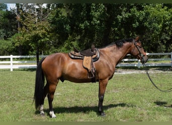 Weitere Warmblüter, Wallach, 7 Jahre