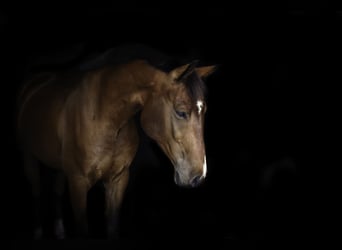 Weitere Warmblüter, Wallach, 7 Jahre