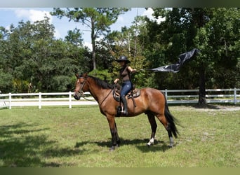 Weitere Warmblüter, Wallach, 7 Jahre