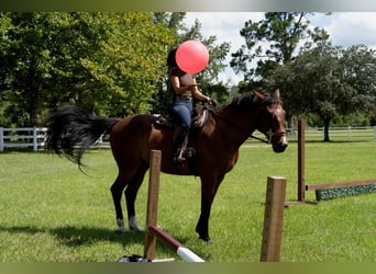 Weitere Warmblüter, Wallach, 7 Jahre