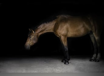 Weitere Warmblüter, Wallach, 7 Jahre