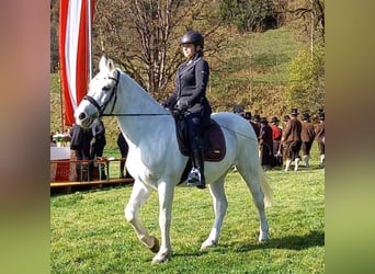 Weitere Warmblüter, Wallach, 7 Jahre