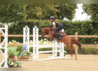 Weitere Warmblüter, Wallach, 8 Jahre, 123 cm, Fuchs