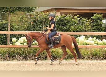 Weitere Warmblüter, Wallach, 8 Jahre, 123 cm, Fuchs