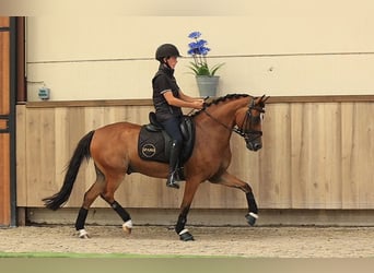 Weitere Warmblüter, Wallach, 8 Jahre, 147 cm, Brauner