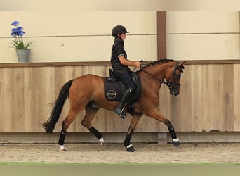 Weitere Warmblüter, Wallach, 8 Jahre, 147 cm, Brauner