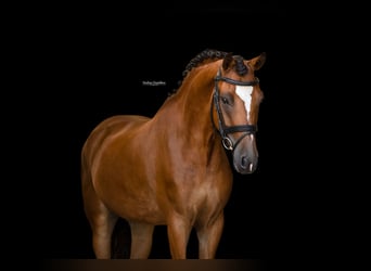 Weitere Warmblüter, Wallach, 8 Jahre, 147 cm, Brauner