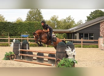 Weitere Warmblüter, Wallach, 8 Jahre, 147 cm, Brauner