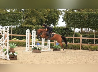 Weitere Warmblüter, Wallach, 8 Jahre, 147 cm, Brauner