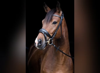 Weitere Warmblüter Mix, Wallach, 8 Jahre, 151 cm, Brauner