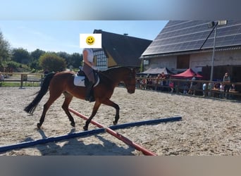 Weitere Warmblüter Mix, Wallach, 8 Jahre, 155 cm