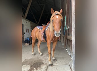 Weitere Warmblüter, Wallach, 8 Jahre, 155 cm, Fuchs