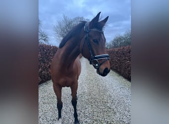 Weitere Warmblüter, Wallach, 8 Jahre, 156 cm, Brauner