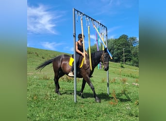 Weitere Warmblüter, Wallach, 8 Jahre, 156 cm, Rappe