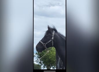 Weitere Warmblüter, Wallach, 8 Jahre, 156 cm, Rappe