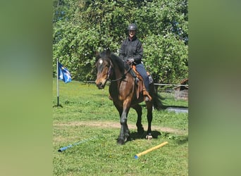Weitere Warmblüter, Wallach, 8 Jahre, 157 cm, Brauner