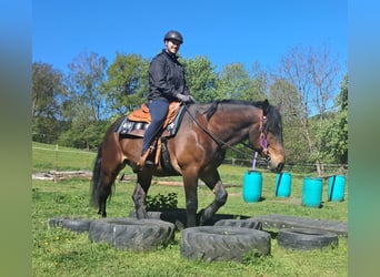 Weitere Warmblüter, Wallach, 8 Jahre, 157 cm, Brauner