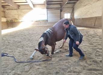 Weitere Warmblüter, Wallach, 8 Jahre, 157 cm, Schecke