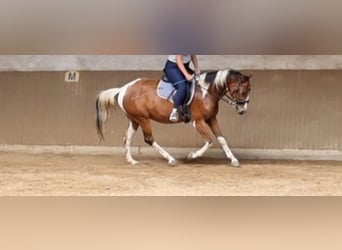 Weitere Warmblüter, Wallach, 8 Jahre, 157 cm, Schecke
