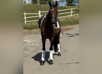 Weitere Warmblüter, Wallach, 8 Jahre, 160 cm, Dunkelbrauner