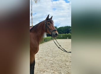 Weitere Warmblüter, Wallach, 8 Jahre, 162 cm, Brauner