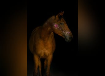 Weitere Warmblüter, Wallach, 8 Jahre, 162 cm, Brauner