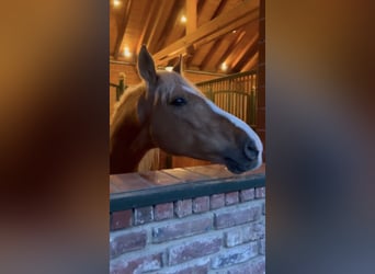Weitere Warmblüter, Wallach, 8 Jahre, 163 cm, Palomino