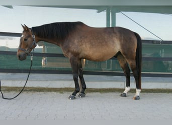 Weitere Warmblüter, Wallach, 8 Jahre, 165 cm, Brauner