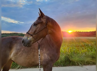 Weitere Warmblüter, Wallach, 8 Jahre, 165 cm, Brauner