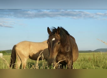 Weitere Warmblüter, Wallach, 8 Jahre, 165 cm, Brauner