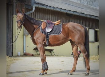 Weitere Warmblüter, Wallach, 8 Jahre, 165 cm, Dunkelfuchs