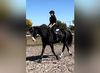 Weitere Warmblüter, Wallach, 8 Jahre, 165 cm, Rappe