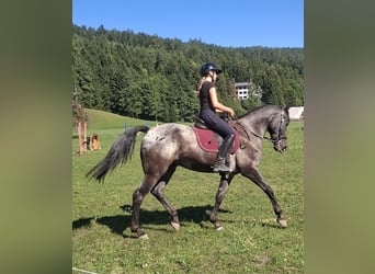 Weitere Warmblüter, Wallach, 8 Jahre, 165 cm, Tigerschecke