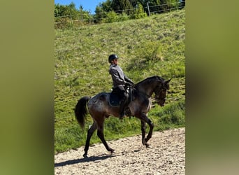 Weitere Warmblüter, Wallach, 8 Jahre, 165 cm, Tigerschecke